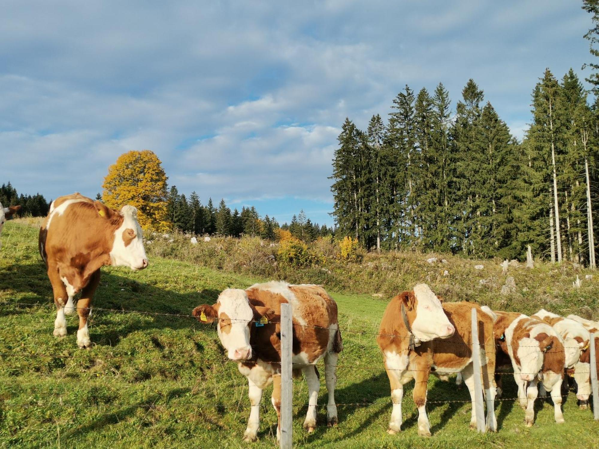 Ferienhaus Zwickelreith Göstling an der Ybbs Esterno foto